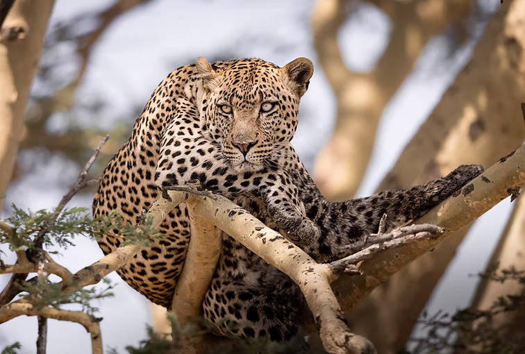 9 Days Fly-In Tanzania Safari Package via Seronera Airstrip